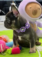 PIPO, a male French Bulldog for sale in Fort Myers, FL – Photo 7 of 7