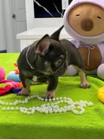 PIPO, a male French Bulldog for sale in Fort Myers, FL – Photo 2 of 7