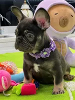 PIPO, a male French Bulldog for sale in Fort Myers, FL – Photo 6 of 7