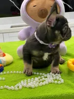 PIPO, a male French Bulldog for sale in Fort Myers, FL – Photo 3 of 7