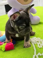 PIPO, a male French Bulldog for sale in Fort Myers, FL – Photo 5 of 7