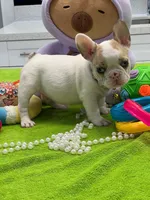 BRAULIO, a male French Bulldog for sale in Fort Myers, FL – Photo 4 of 7