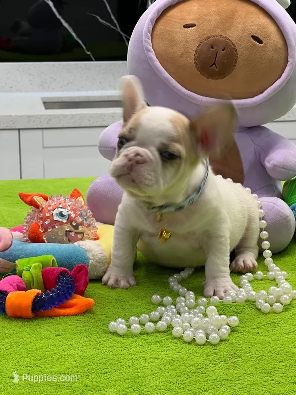 BRAULIO – French Bulldog puppy for sale in Fort Myers, FL