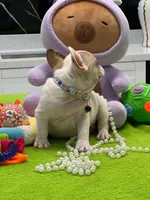 BRAULIO, a male French Bulldog for sale in Fort Myers, FL – Photo 3 of 7