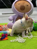 BRAULIO, a male French Bulldog for sale in Fort Myers, FL – Photo 2 of 7