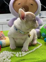 BRAULIO, a male French Bulldog for sale in Fort Myers, FL – Photo 6 of 7