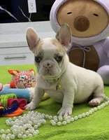 BRAULIO, a male French Bulldog for sale in Fort Myers, FL – Photo 7 of 7