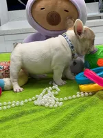 BRAULIO, a male French Bulldog for sale in Fort Myers, FL – Photo 5 of 7