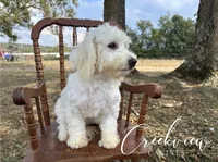Meg* Spay Included*, a female Havachon for sale in Niangua, MO – 3 of 10