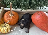 Mason, a male Miniature Schnauzer for sale in Niangua, MO – 5 of 5