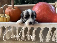 Albert, a male Havanese for sale in Niangua, MO – 2 of 5
