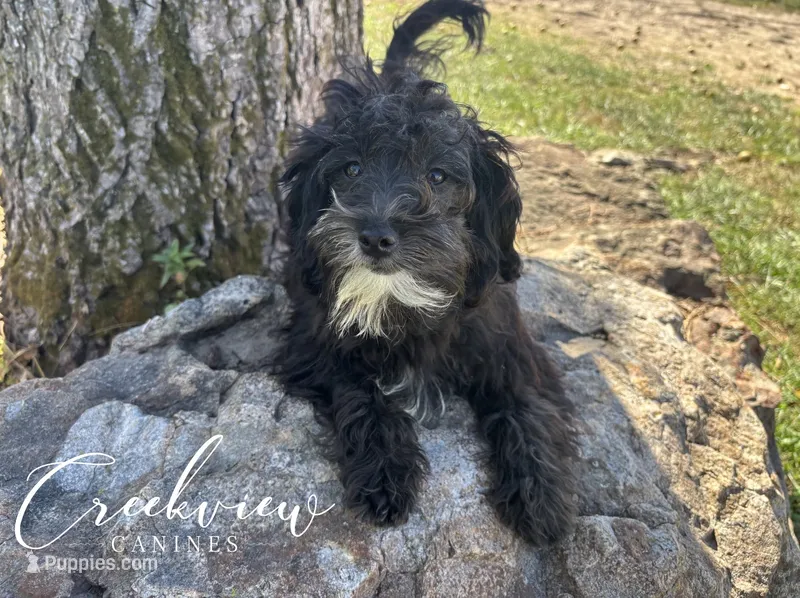 Moon Pie **SPAY INCLUDED** – Havapoo puppy for sale in Niangua, MO