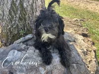 Moon Pie **SPAY INCLUDED**, a female Havapoo for sale in Niangua, MO – 1 of 10