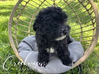 Moon Pie, a female Havapoo for sale in Niangua, MO – 5 of 8