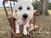 Louisa * Spay Included*, a female Havachon for sale in Niangua, MO – 3 of 10
