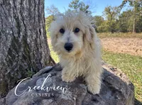 Nugget **Neuter Included**, a male Havapoo for sale in Niangua, MO – 1 of 8