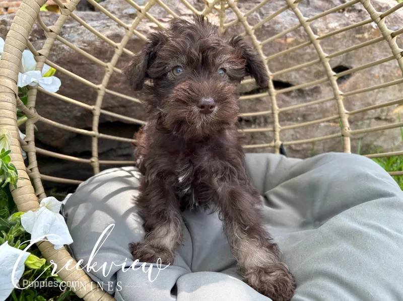 Matilda, a female Miniature Schnauzer for sale in Niangua, MO – 1 of 5