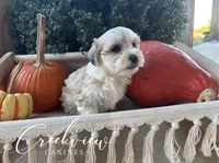 Daisy, a female Havanese for sale in Niangua, MO – 2 of 8
