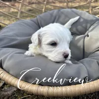 Beau, a male Havachon for sale in Niangua, MO – Photo 6 of 7