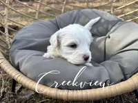 Beau, a male Havachon for sale in Niangua, MO – Photo 3 of 4