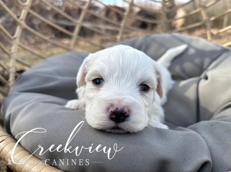 Beau, a male Havachon for sale in Niangua, MO – Photo 1 of 4