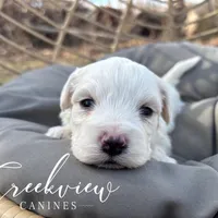 Beau, a male Havachon for sale in Niangua, MO – Photo 4 of 7