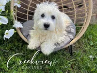 Beau, a male Havachon for sale in Niangua, MO – 3 of 10