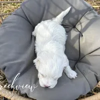 Beau, a male Havachon for sale in Niangua, MO – Photo 7 of 7