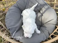 Beau, a male Havachon for sale in Niangua, MO – Photo 4 of 4