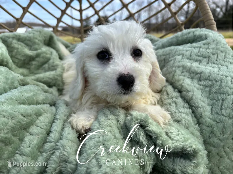Beau – Havachon puppy for sale in Niangua, MO