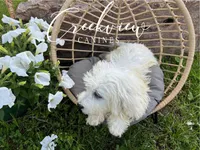 Beau, a male Havachon for sale in Niangua, MO – 2 of 10