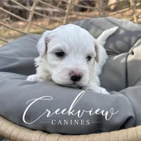 Beau, a male Havachon for sale in Niangua, MO – Photo 5 of 7