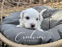 Beau, a male Havachon for sale in Niangua, MO – Photo 2 of 4