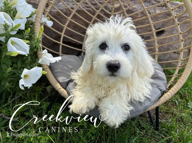Beau – Havachon puppy for sale in Niangua, MO