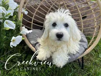 Beau, a male Havachon for sale in Niangua, MO – 1 of 10