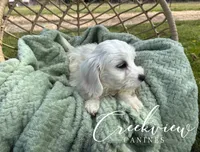 Beau, a male Havachon for sale in Niangua, MO – Photo 3 of 7