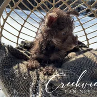 Laith, a male Miniature Schnauzer for sale in Niangua, MO – Photo 7 of 8