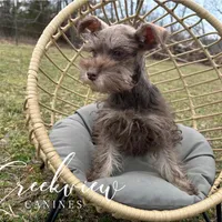 Laith, a male Miniature Schnauzer for sale in Niangua, MO – Photo 2 of 8