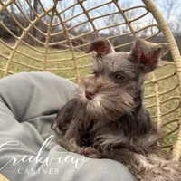Laith, a male Miniature Schnauzer for sale in Niangua, MO – Photo 5 of 8