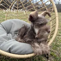 Laith, a male Miniature Schnauzer for sale in Niangua, MO – Photo 4 of 8