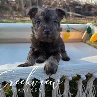 Laith, a male Miniature Schnauzer for sale in Niangua, MO – Photo 8 of 8
