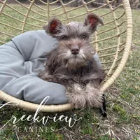 Laith, a male Miniature Schnauzer for sale in Niangua, MO – Photo 1 of 8