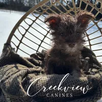 Laith, a male Miniature Schnauzer for sale in Niangua, MO – Photo 6 of 8