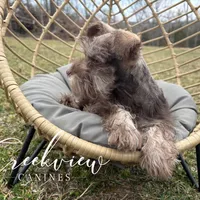 Laith, a male Miniature Schnauzer for sale in Niangua, MO – Photo 3 of 8