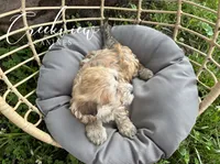 Karla, a female Havanese for sale in Niangua, MO – 2 of 8