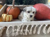 Daisy, a female Havanese for sale in Niangua, MO – 7 of 8