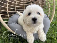 Amy, a female Havachon for sale in Niangua, MO – 3 of 10