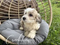 Jo, a female Havachon for sale in Niangua, MO – 2 of 7