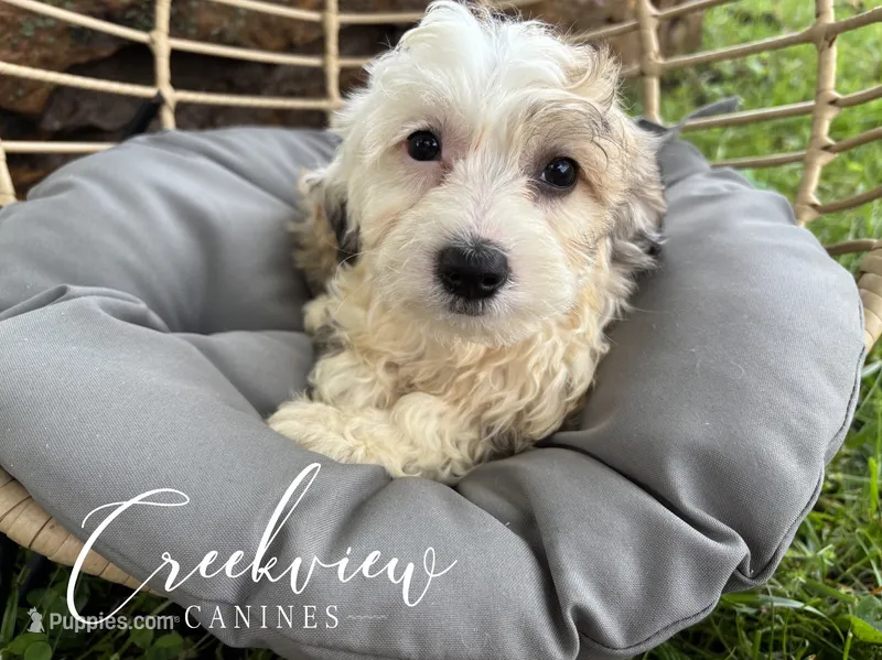 Jo – Havachon puppy for sale in Niangua, MO