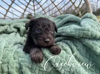 Matilda, a female Miniature Schnauzer for sale in Niangua, MO – 5 of 5